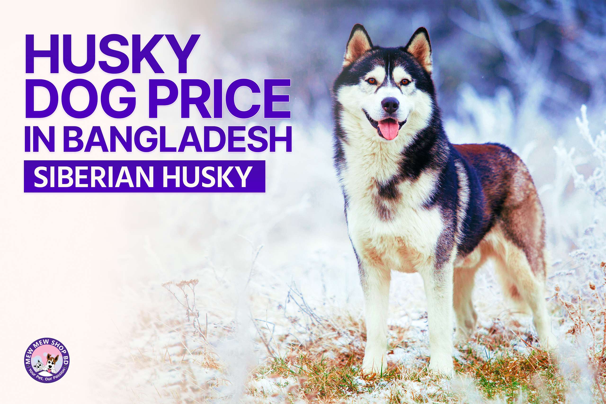 Husky Dog Price In Bangladesh | Siberian Husky