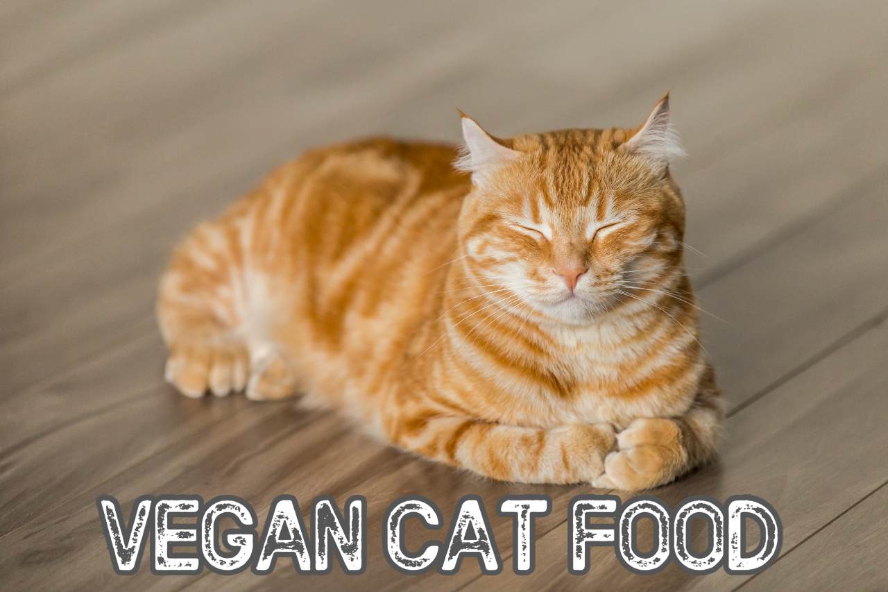 Vegan Cat Food