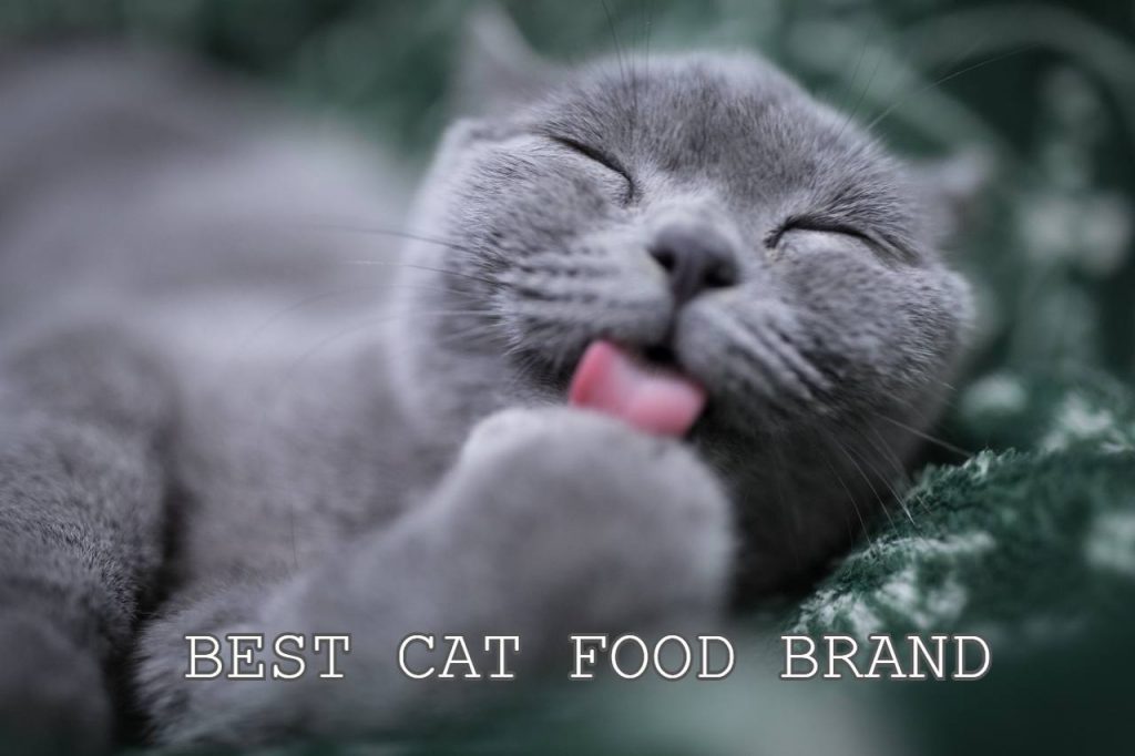 best cat food brand