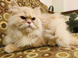persian cat 