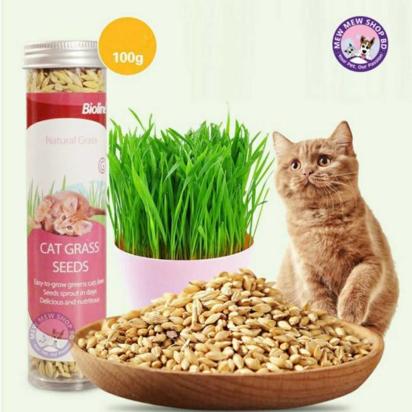 Bioline Cat Grass Seeds 100G